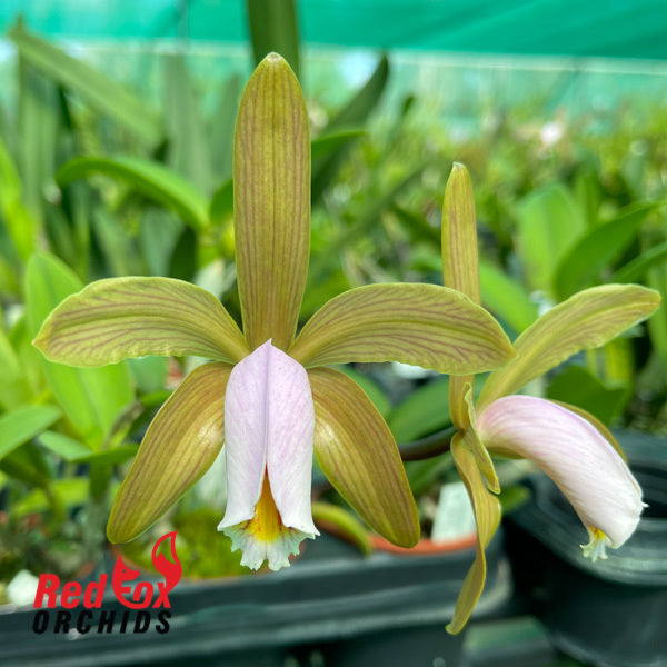Cattleya forbesii 'Good Tall' x 'Short Specimen'