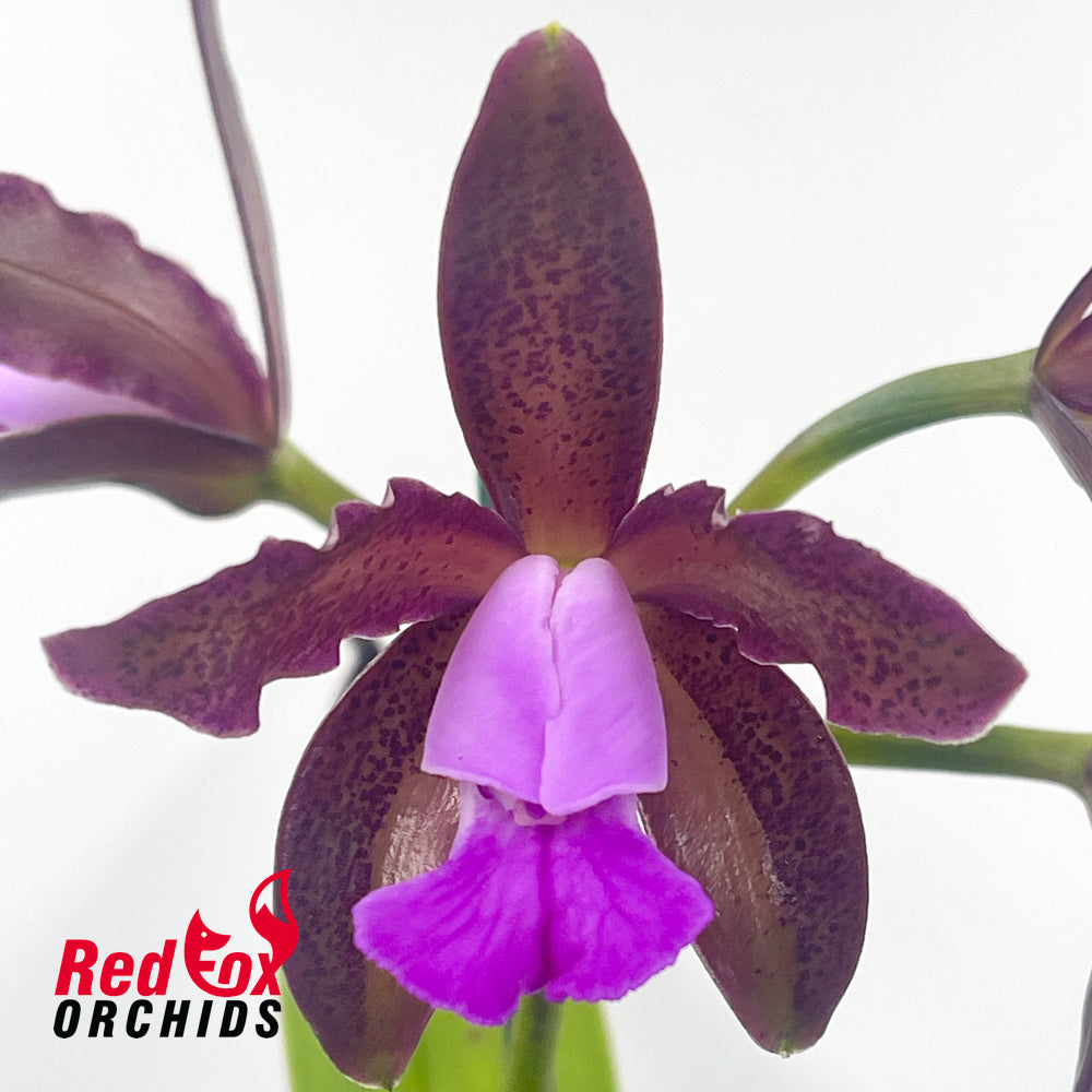 Cattleya tigrina 'Topaz#2' x 'Burleigh #1'