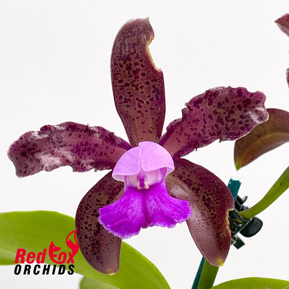 Cattleya tigrina 'Topaz 2' X 'Burleigh #2'