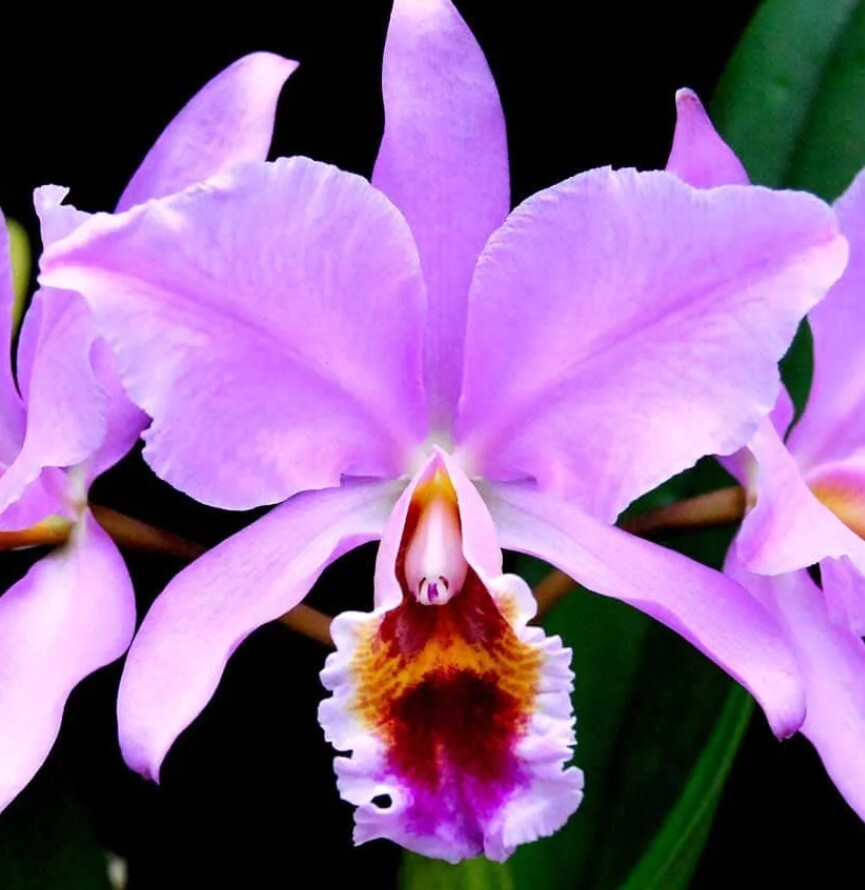 Cattleya percivaliana 'tipo#3 x fma. pelorica 'Hercules'