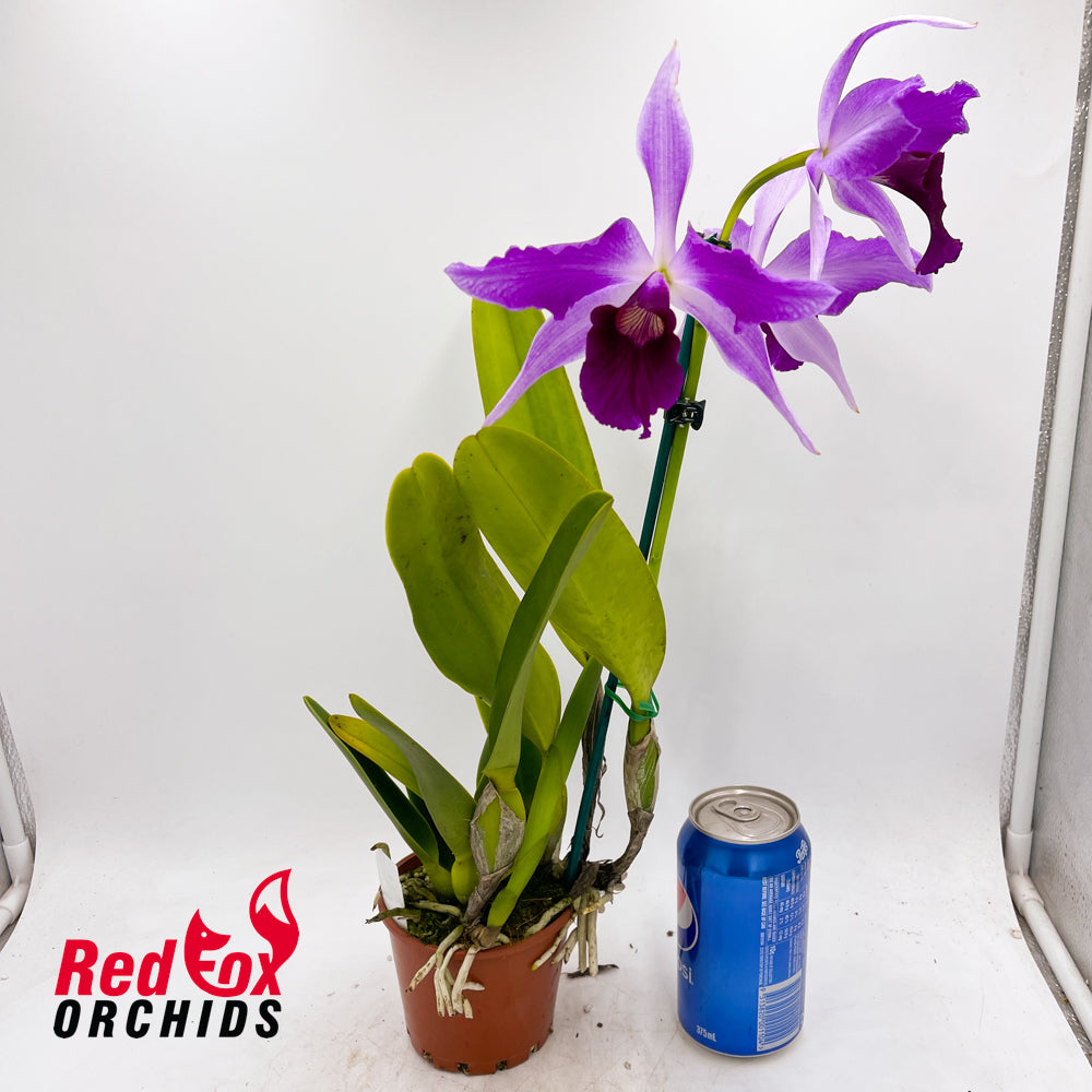 Cattleya purpurata flamea