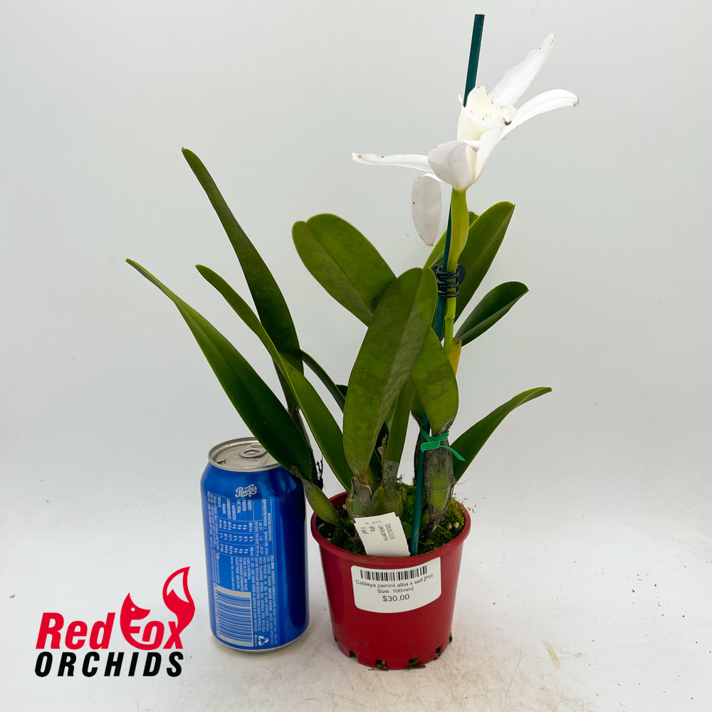 Cattleya perrinii alba x self