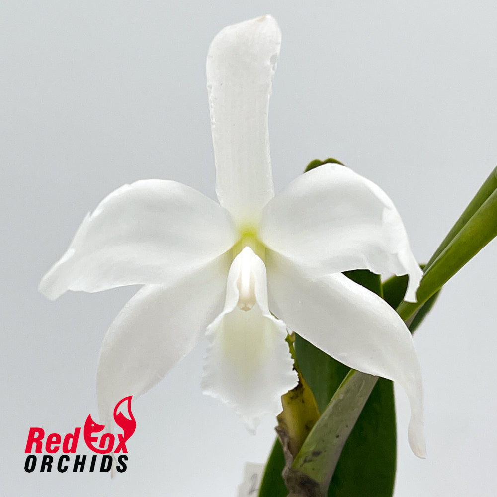 Cattleya perrinii alba x self