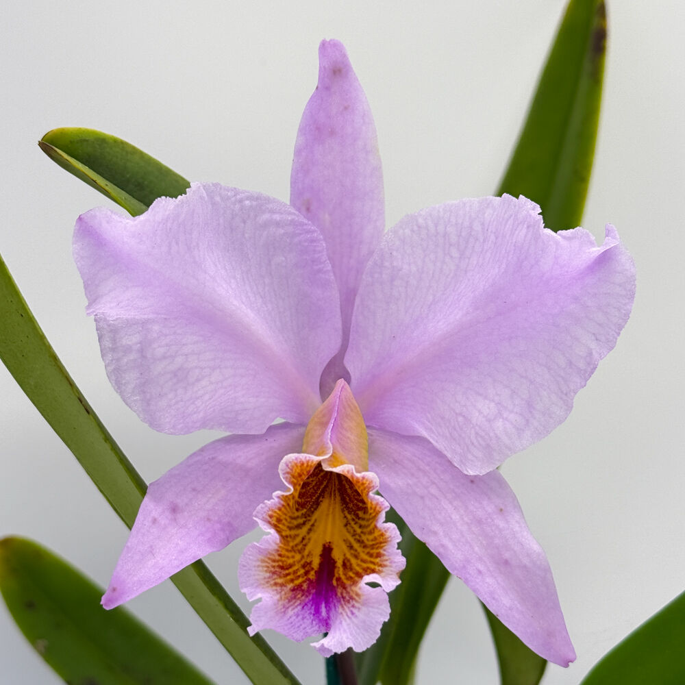 Cattleya percivaliana 'GBT Wide Open' x 'V Big Compact'