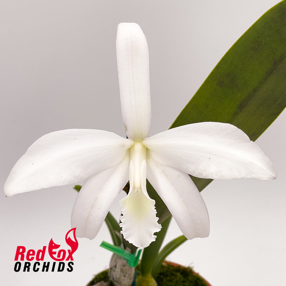 Cattleya perrinii alba x sib