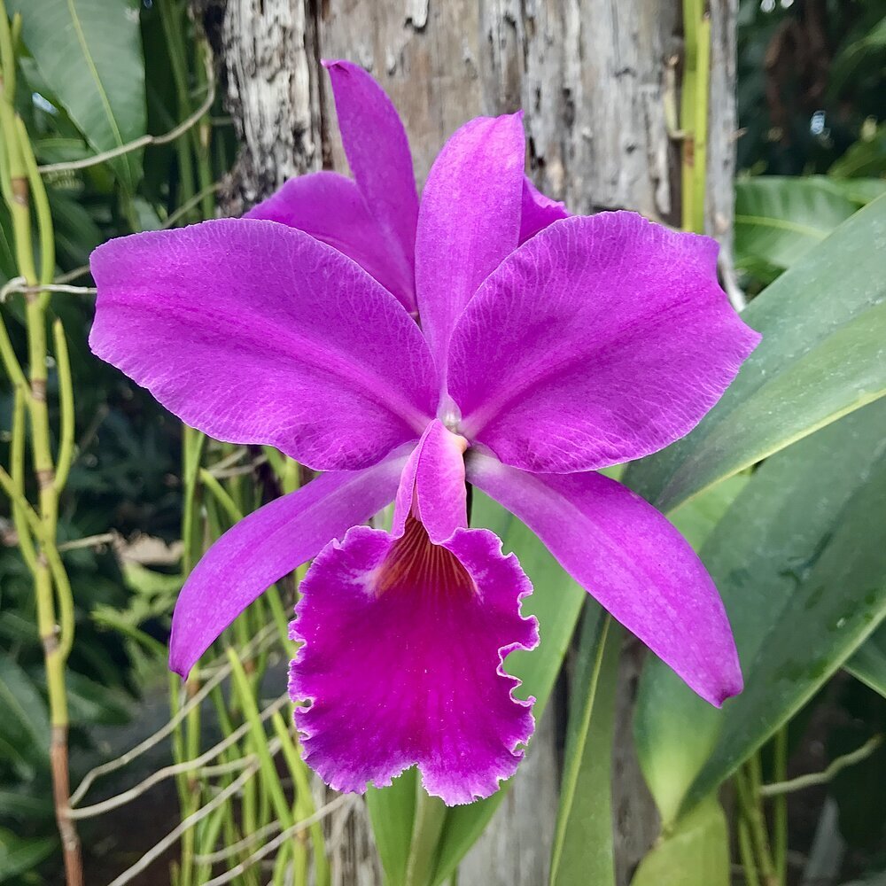 Cattleya jenmanii