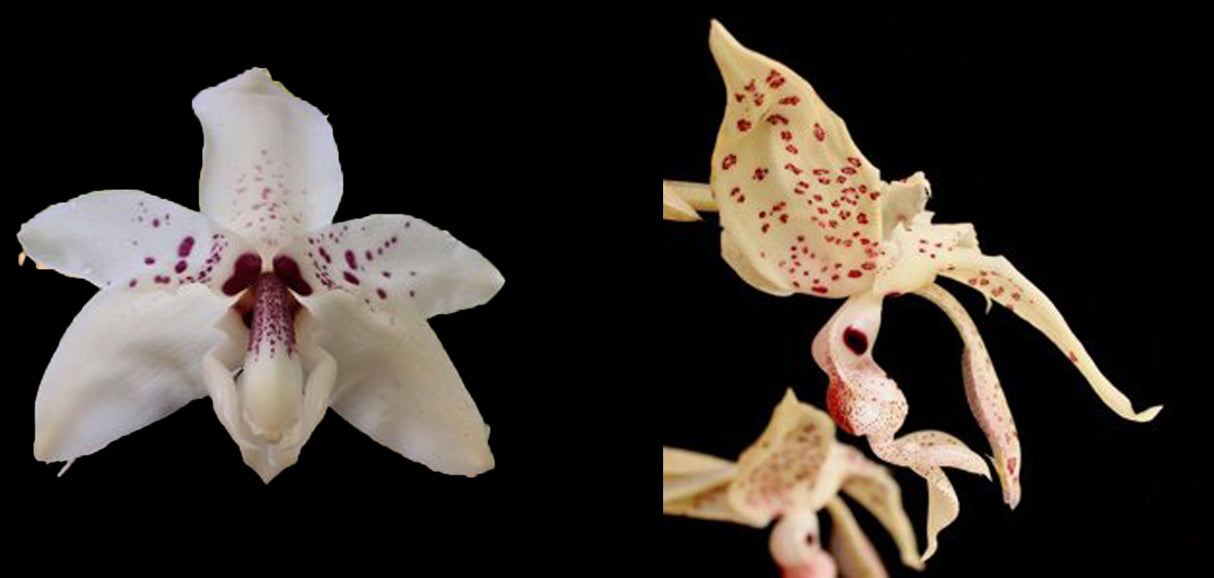 Stanhopea Spark to Flame