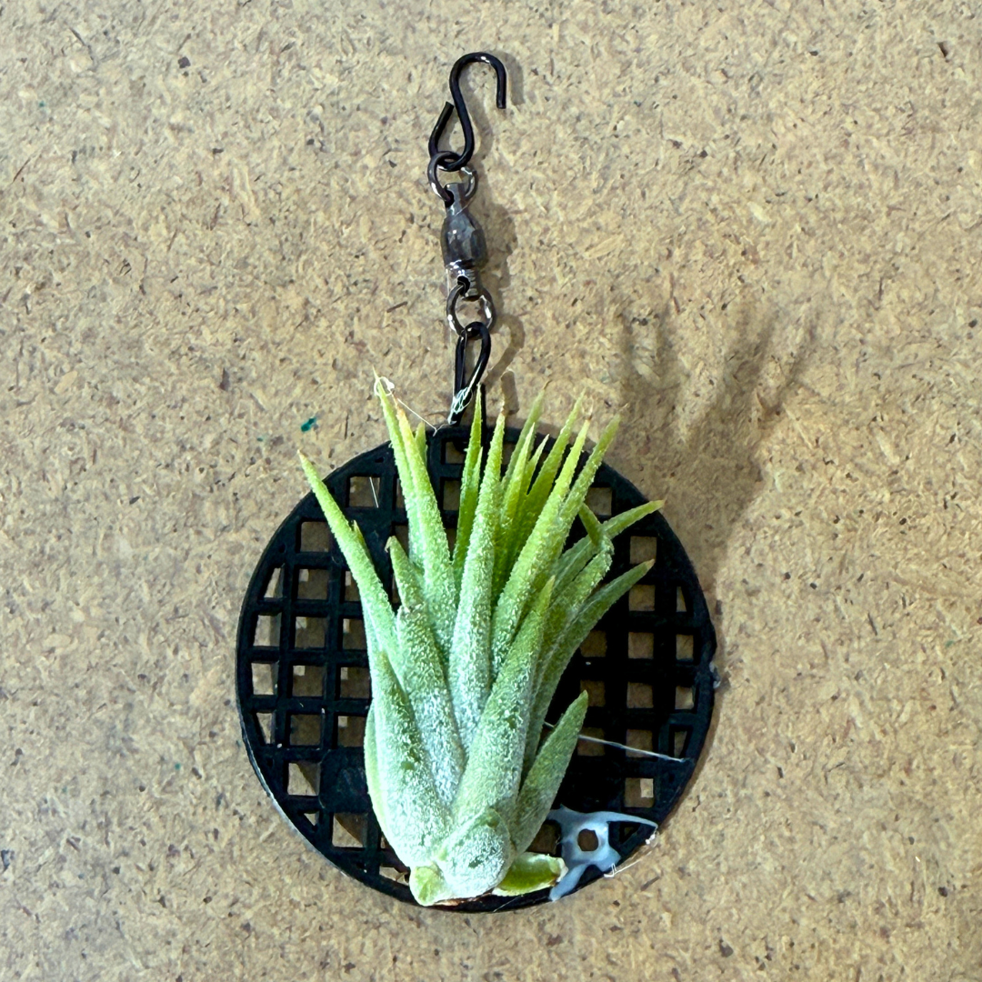 Tillandsia Ionantha 'Druid'