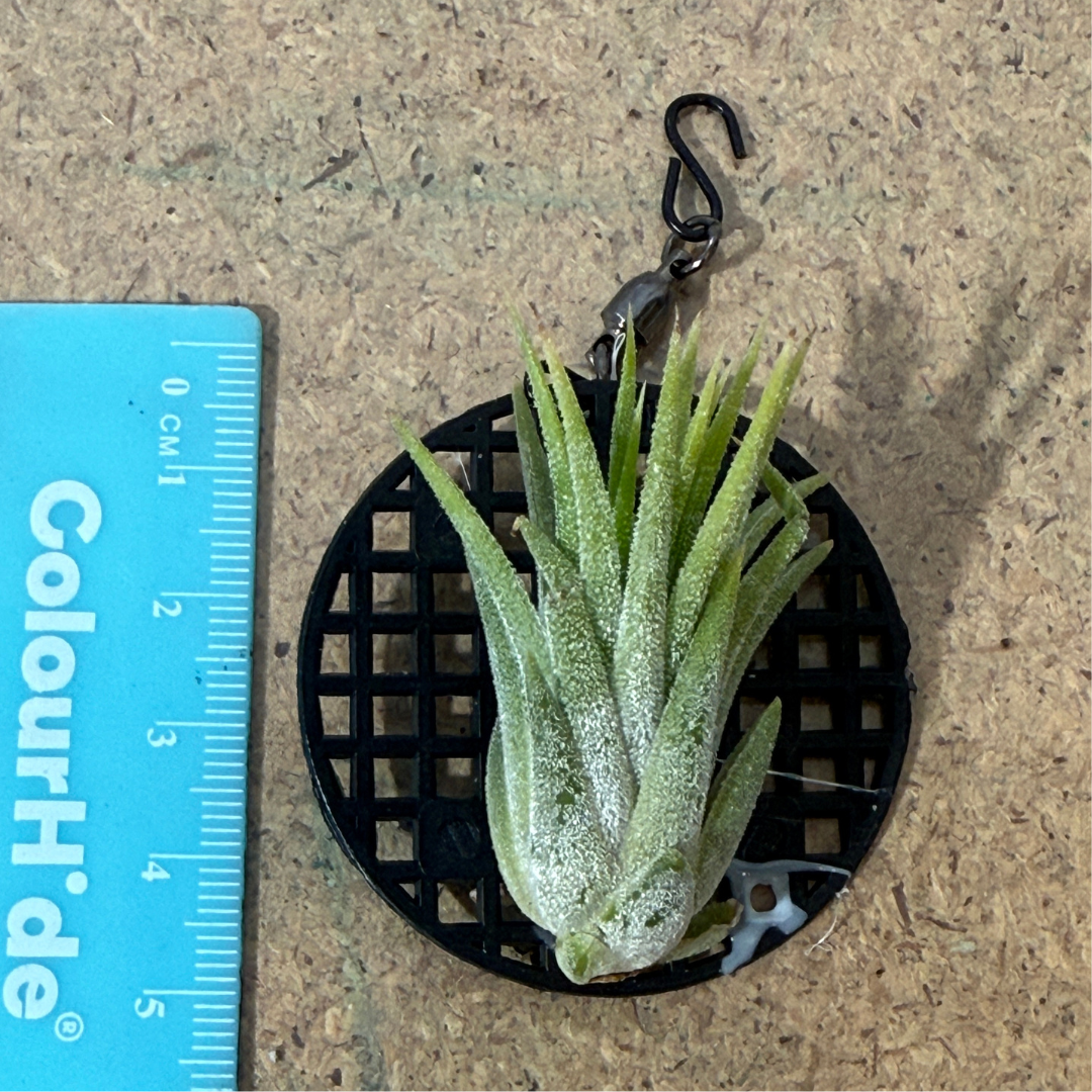 Tillandsia Ionantha 'Druid'