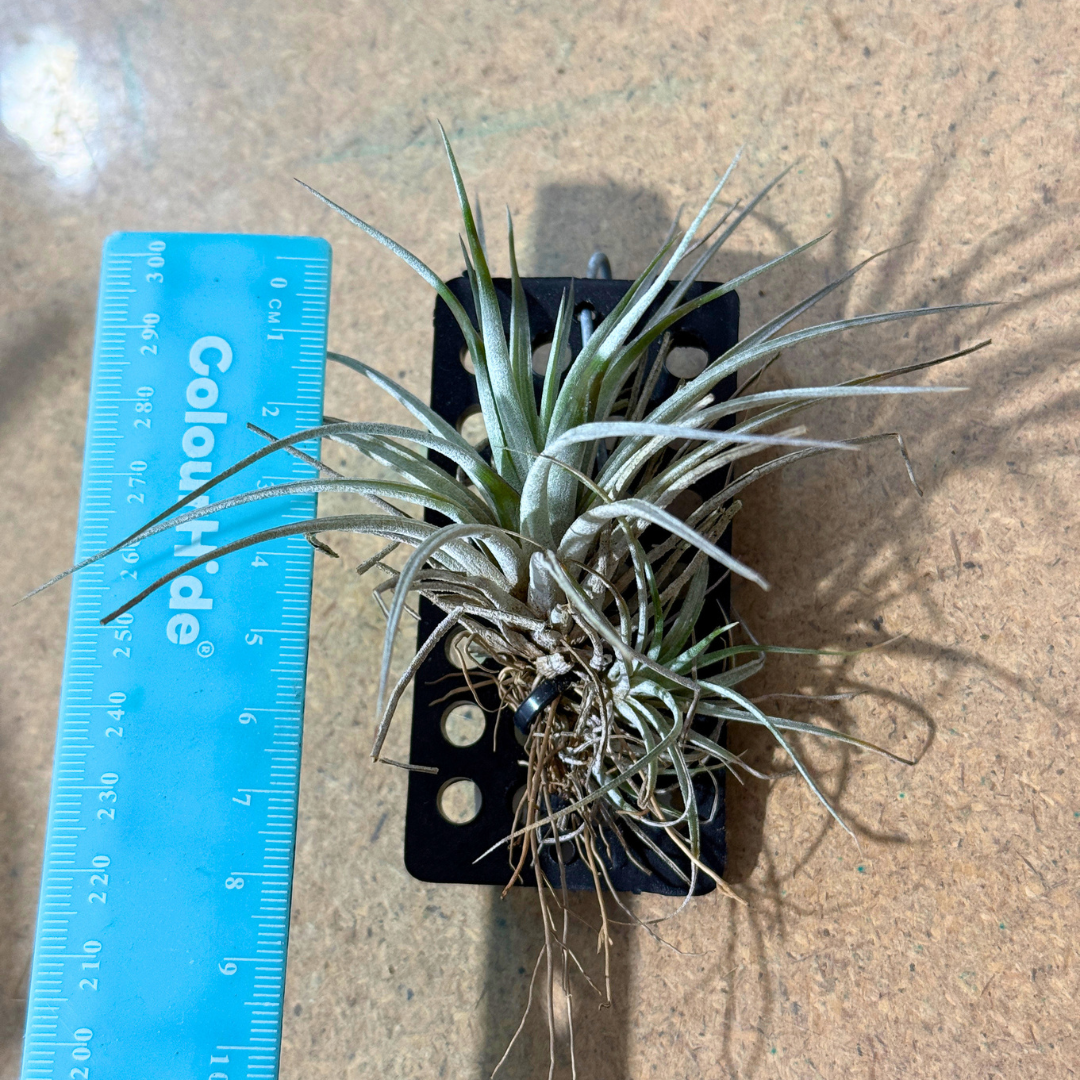 Tillandsia pringeli