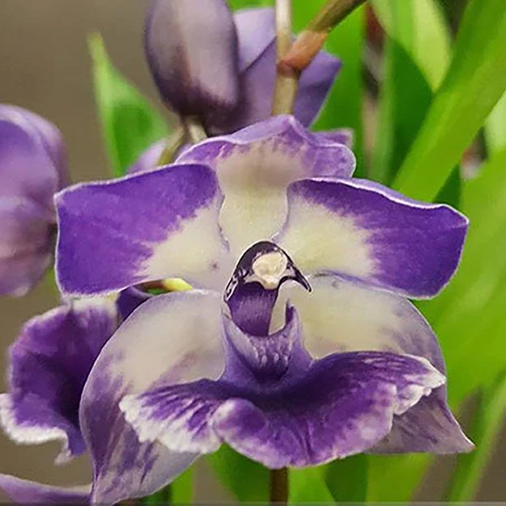 Zygonisia Murasakikomachi 'Blue Hawaii'