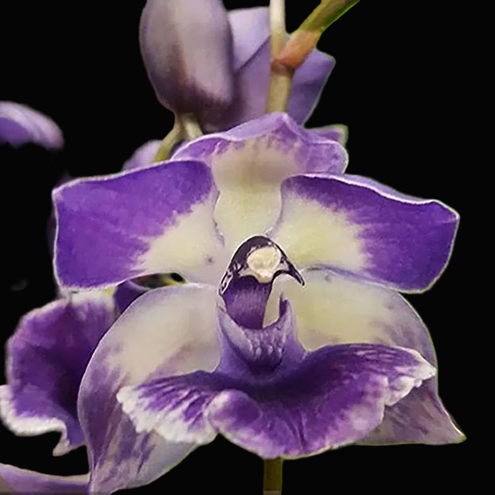 Zygonisia Murasakikomachi 'Blue Hawaii'