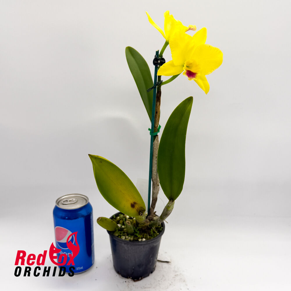 Brassolaeliocattleya Izumi Charm 'SVO' AM-AOS X Pot. (Guess What X Love-Love)