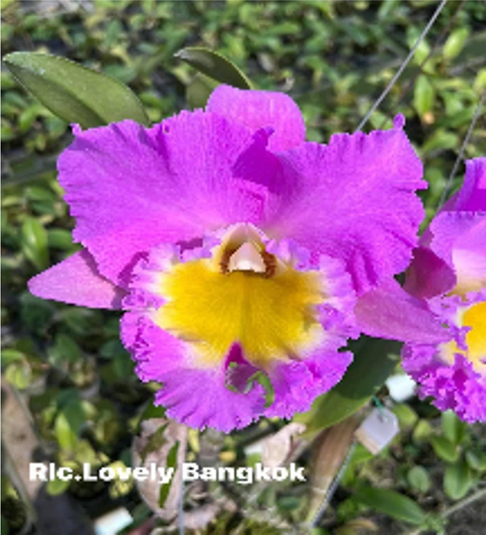 Cattleya Lovely Bangkok