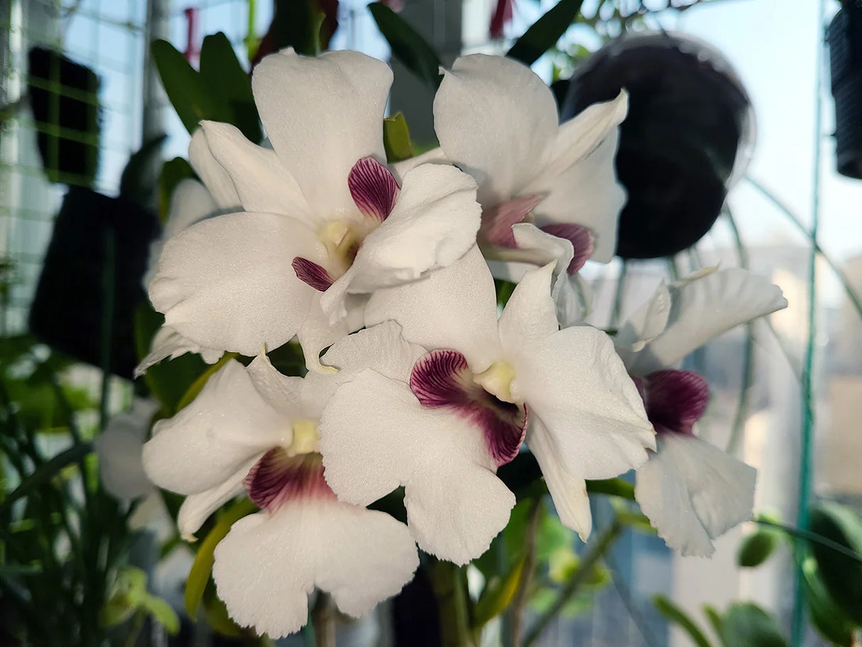 Dendrobium sanderae var. major