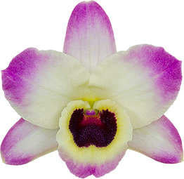 Dendrobium Sunny Eyes