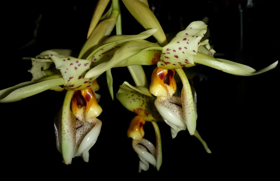 Stanhopea Spark to Flame
