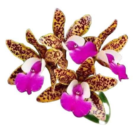Cattlianthe Ratsima Spot