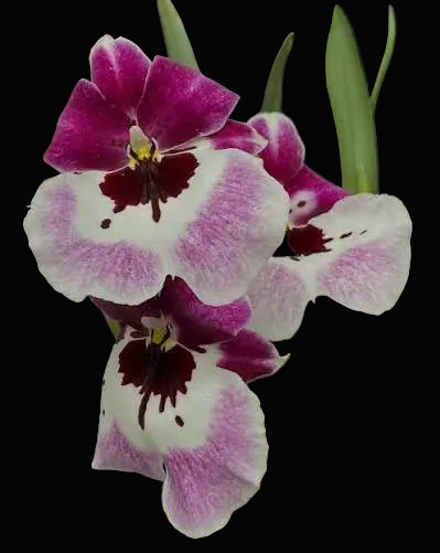 Miltoniopsis Lila Fearneyhough 'Ethel'