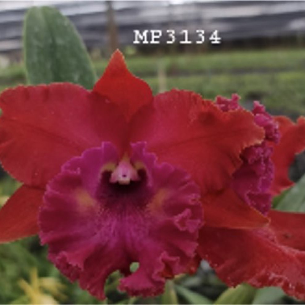 Rhyncholaeliocattleya Suvarnabhumi Magic