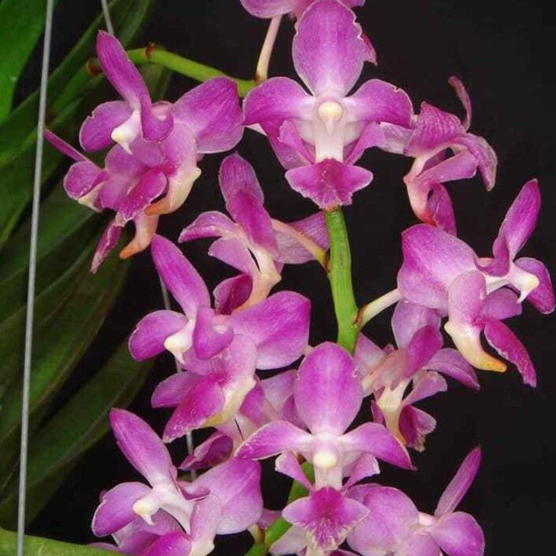 Aerides crassifolia