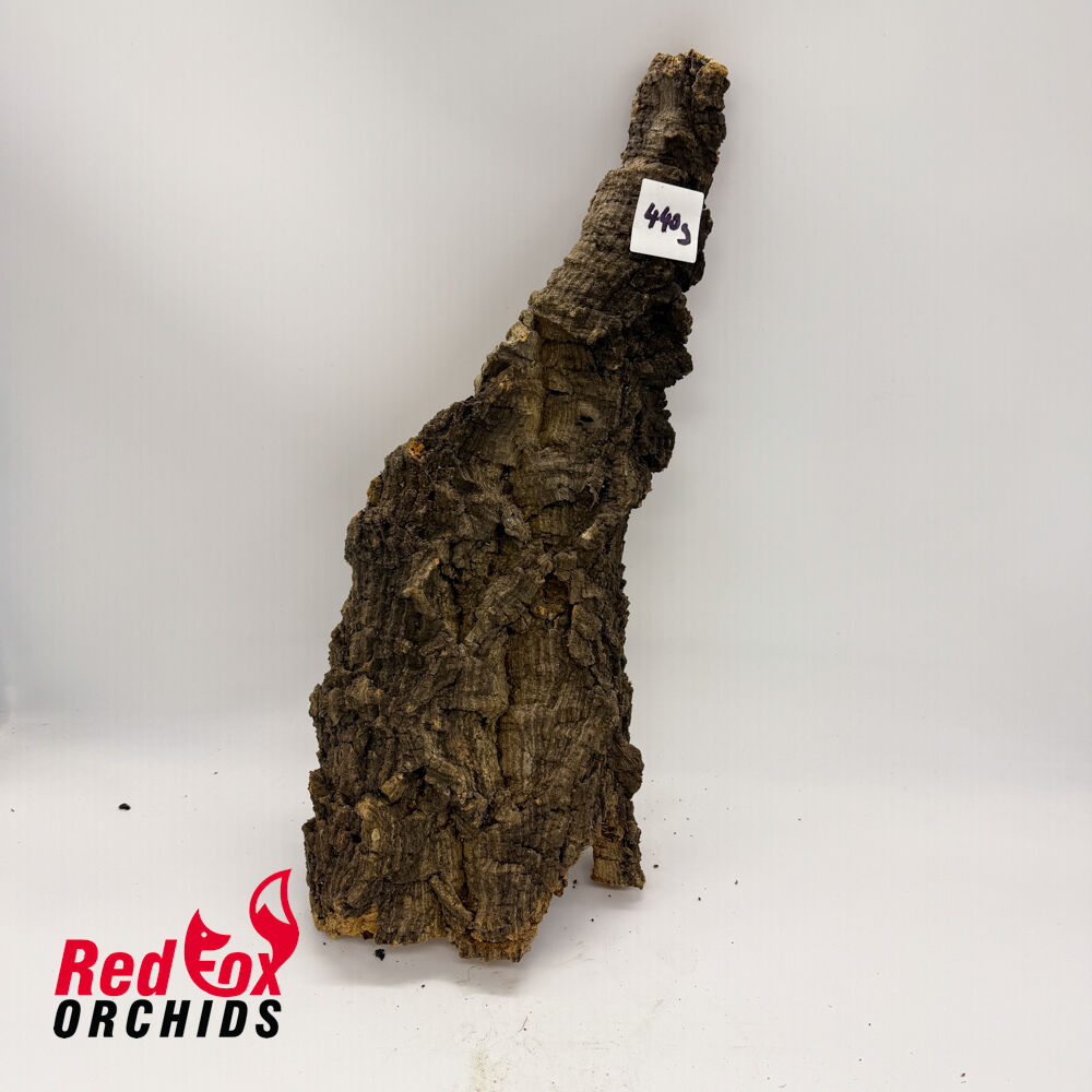 RFO Portuguese Cork - Picture 8 of 10