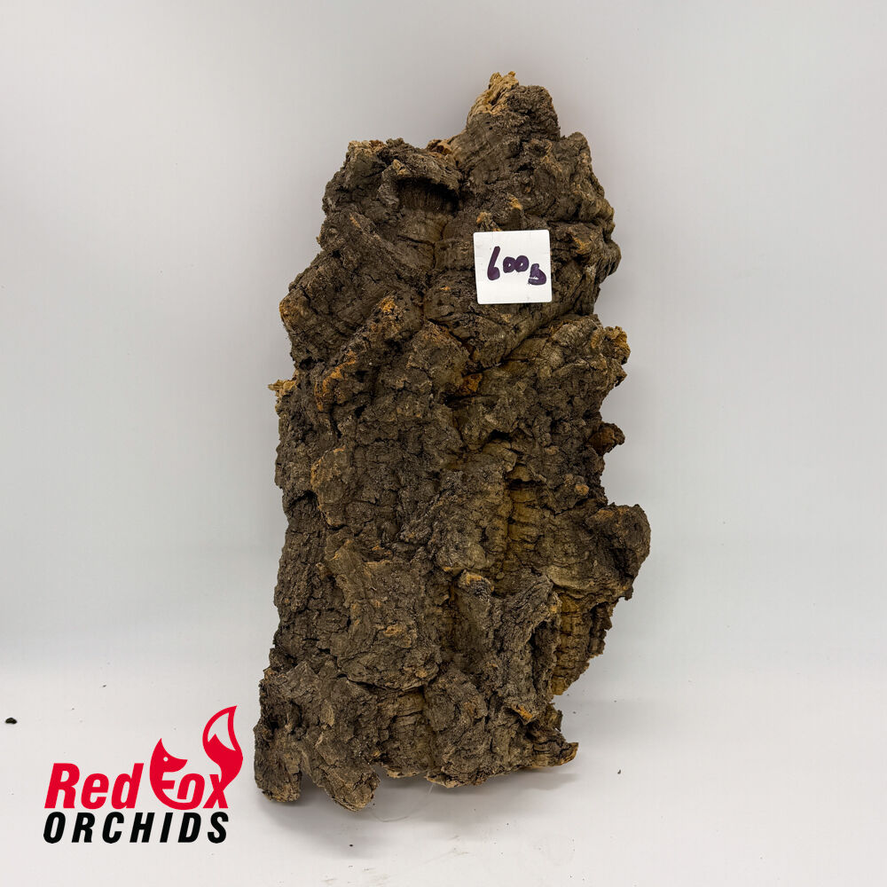 RFO Portuguese Cork - Picture 9 of 10