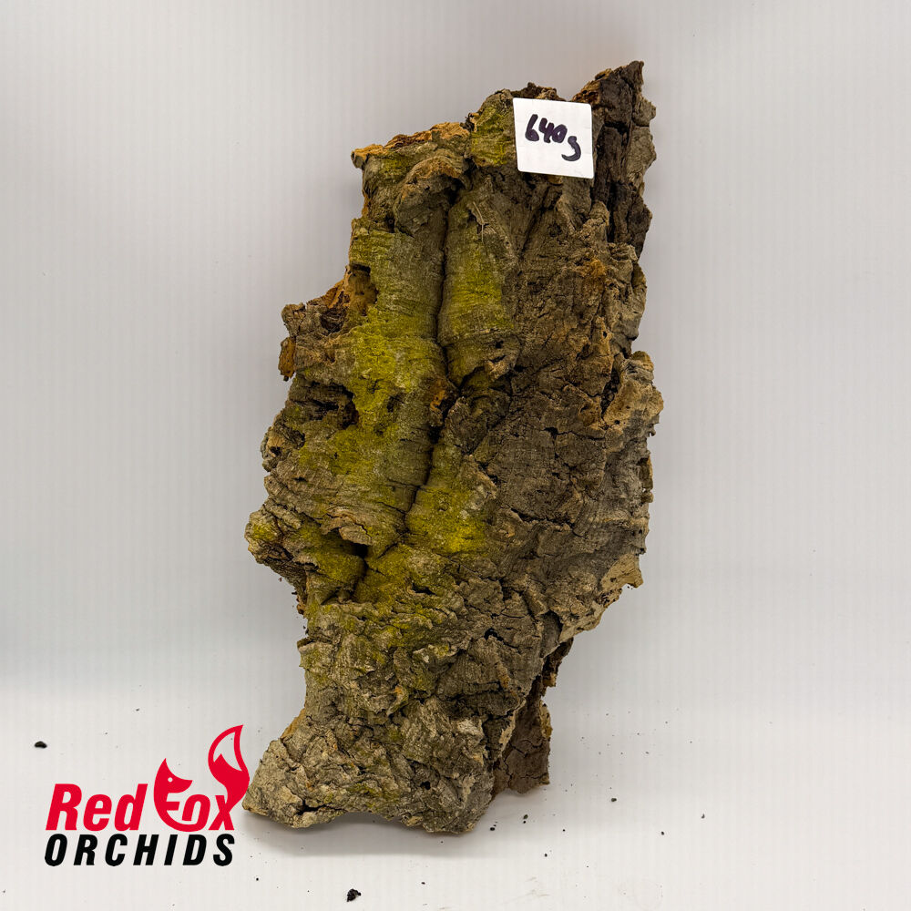 RFO Portuguese Cork - Picture 10 of 10