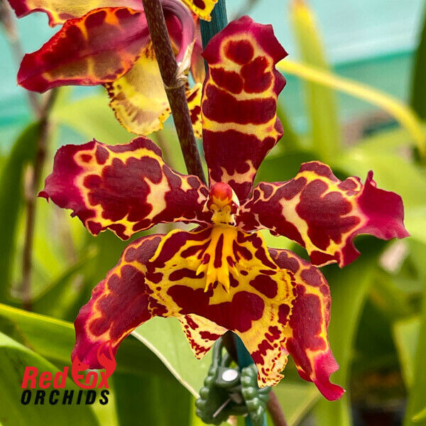 RFO Wilsonara Eye Candy ‘Pinkie' - Picture 4 of 12