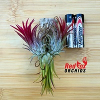 Tillandsia ionantha 'Fuego'