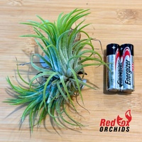 Tillandsia Ionantha 'Druid'