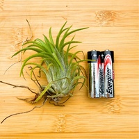Tillandsia Ionantha 'Druid' (Asian Form) Single