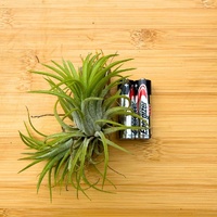 Tillandsia Ionantha 'Druid' (Asian Form) Clump