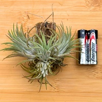 Tillandsia ionantha 'Maui' Clump