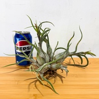 Tillandsia seleriana