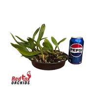 Bulbophyllum Fascination 'Bill's Pride'