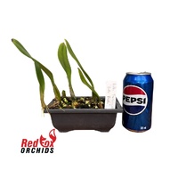 Bulbophyllum Fascination 'Bill's Pride'