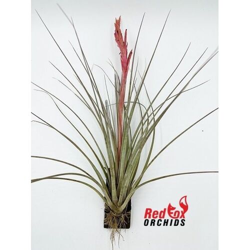 Tillandsia tricolor x juncea