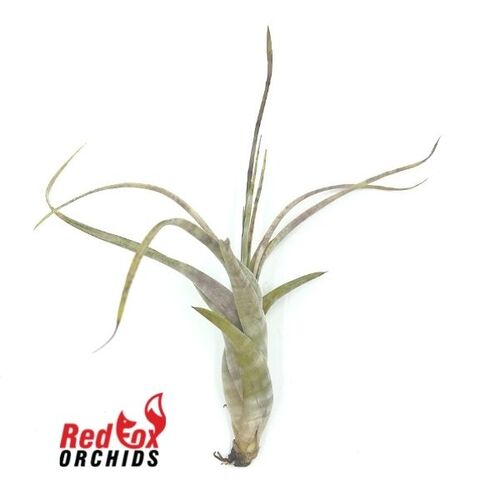 Tillandsia flexuosa ex Suriname