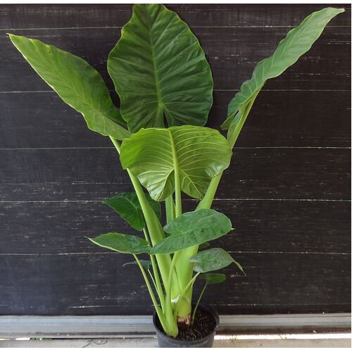 Alocasia Calidora Dwarf