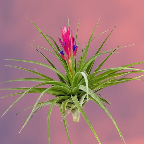 Tillandsia stricta
