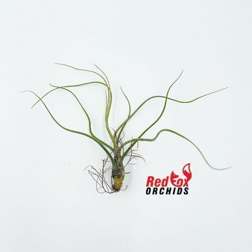 Tillandsia butzii