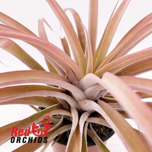 Tillandsia riohondoensis