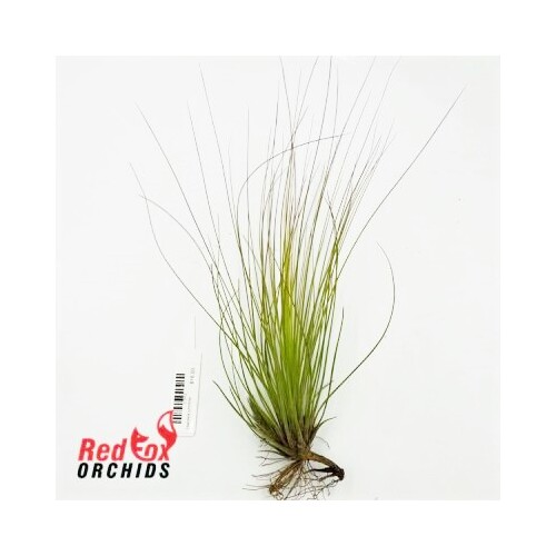 Tillandsia juncifolia