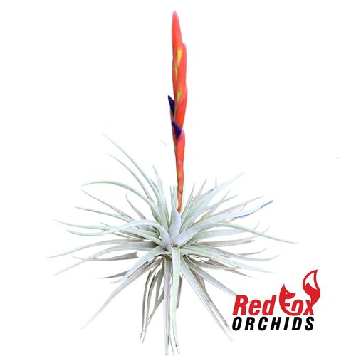 Tillandsia espinosae