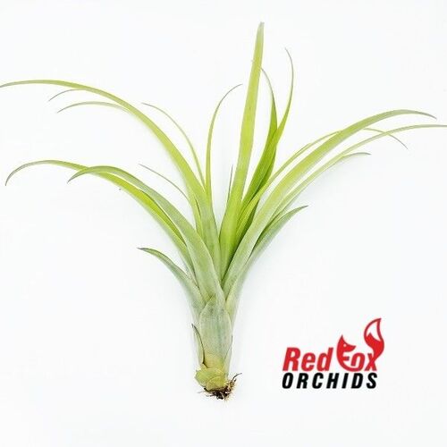 Tillandsia flabellata