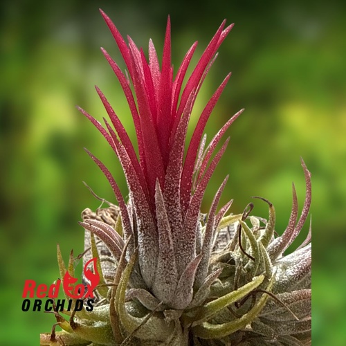 Tillandsia ionantha 'Fuego'