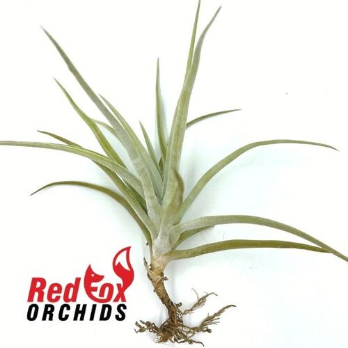 Tillandsia harrisii