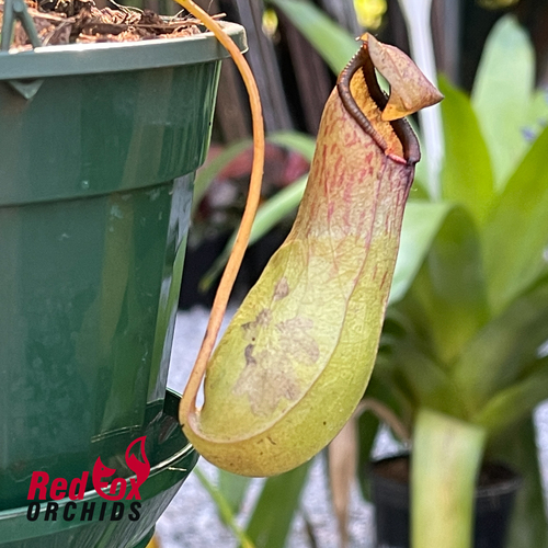 Nepenthes St Pacificus