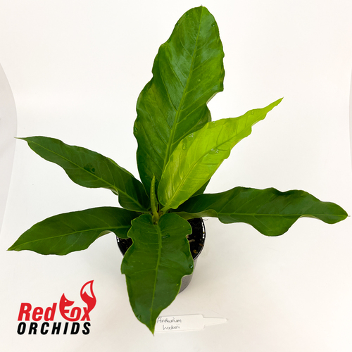 Anthurium hookerii